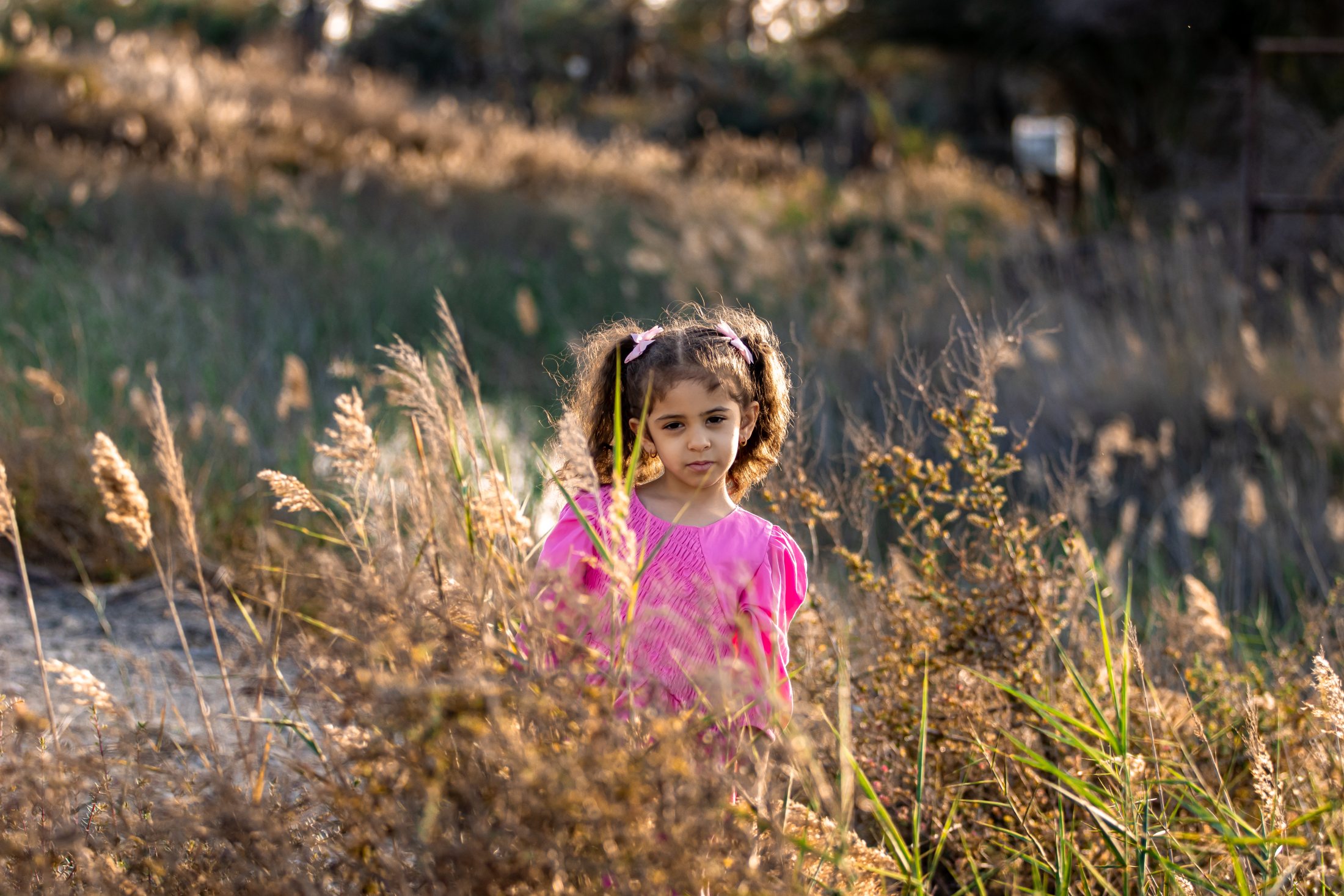 Sunlit Grass Frame by Ali Al Zain